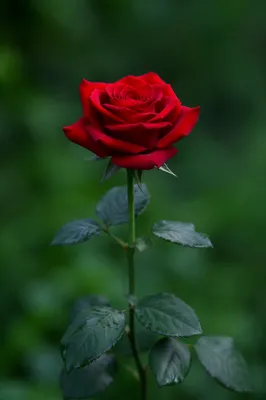 Single Red Rose Close-Up in Garden