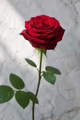 Single Red Rose Close-Up Portrait