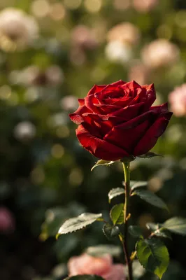 Single Red Rose in Morning Light