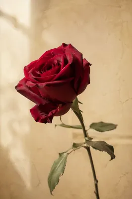 Single Red Rose in Soft Window Light