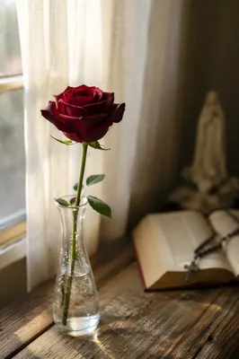 Single Red Rose on Windowsill