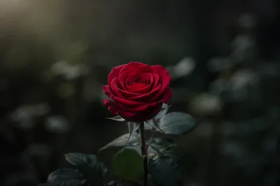 Single Crimson Rose in Moody Garden Light
