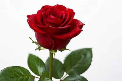 Single Red Rose With Dewdrops
