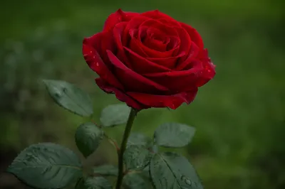 Single Red Rose in Quiet Garden