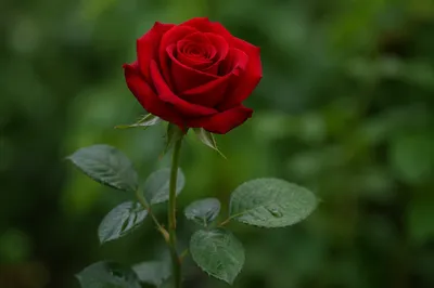 Single Red Rose Macro Garden Portrait