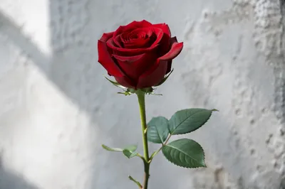 Single Red Rose Close-Up on Soft White