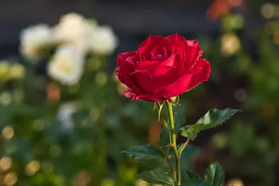Single Red Rose in Morning Dew