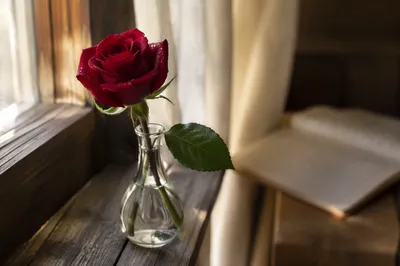 Single Red Rose in Morning Devotion
