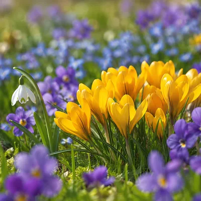 Golden Crocus Spring Garden Bloom
