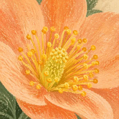 Fresh Spring Flower Macro with Golden Center