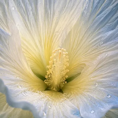 Spring Flower Macro with Dewy Pistil