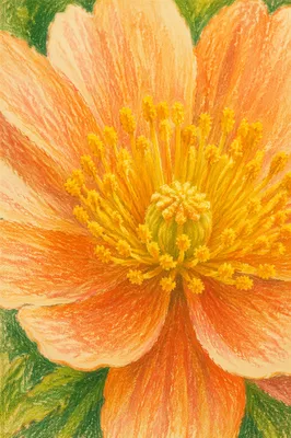 Fresh Spring Bloom with Golden Pollen Center