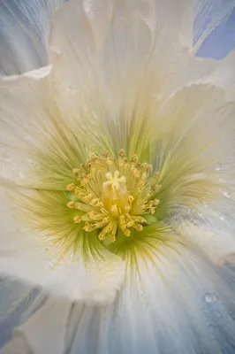 Spring Bloom Macro Floral Garden Center
