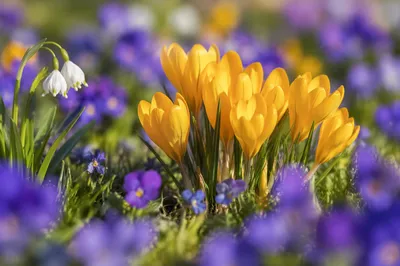 Golden Crocus Spring Garden Bloom