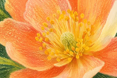 Fresh Spring Bloom with Golden Center