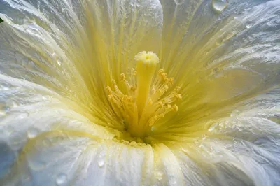 Spring Garden Flower Macro Bloom Center