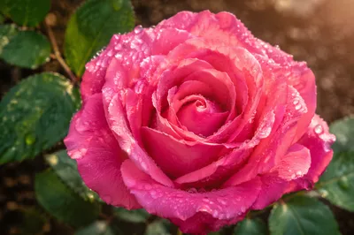 Deep Pink Spring Rose With Morning Dew