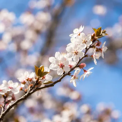 Fresh Spring Blossoms in Morning Garden Light