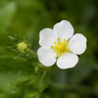Fresh White Spring Wildflower Macro
