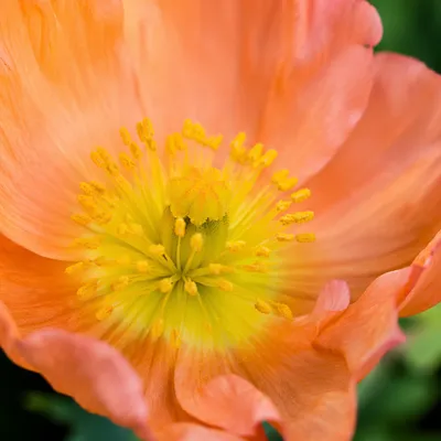 Fresh Spring Flower Macro with Golden Center
