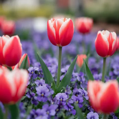 Fresh Spring Tulips in Bloom Garden