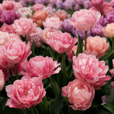 Lush Spring Tulip Garden in Bloom