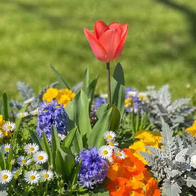 Coral Tulip in Spring Flower Garden