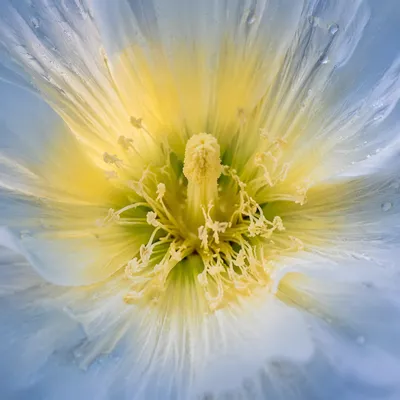 Spring Flower Macro Garden Bloom Center
