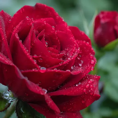 Fresh Red Rose with Morning Dew