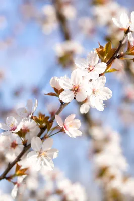 Fresh Spring Blossoms in Morning Garden Light