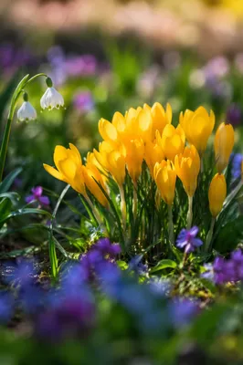 Golden Spring Crocus Garden Bloom