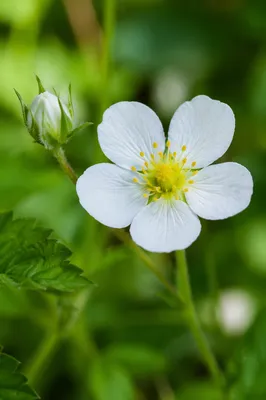White Spring Wildflower in Fresh Garden