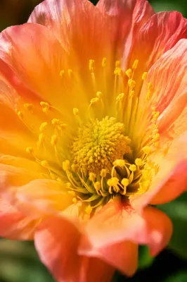 Fresh Spring Bloom with Golden Pollen