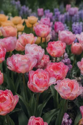 Lush Pink Tulips in Spring Garden