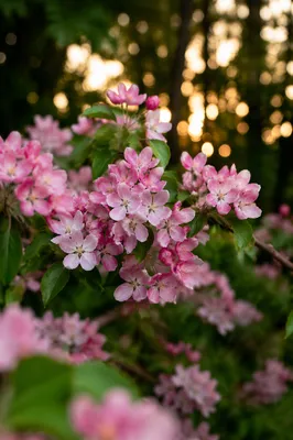 Fresh Spring Garden Blossoms in Warm Light