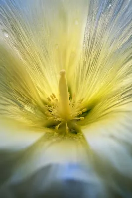 Spring Garden Flower Macro Interior Glow