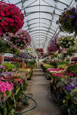 Spring Greenhouse Garden with Fresh Blooms