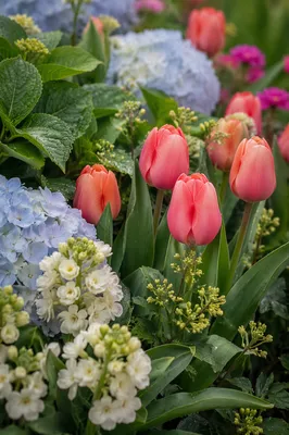 Fresh Spring Garden Bloom Close-Up