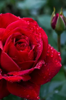 Spring Dew on Red Garden Rose