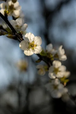 Soft Spring Blossoms on Dark Branch