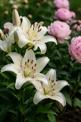 Fresh Spring Lilies in Quiet Garden