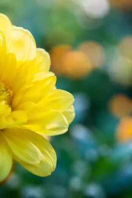 Fresh Spring Bloom in Morning Garden Light