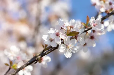 Fresh Spring Blossoms in Morning Garden