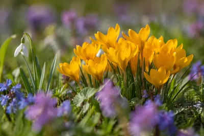 Golden Spring Crocus Garden Bloom