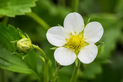 White Spring Wildflower in Soft Garden Light