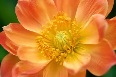 Fresh Spring Flower Macro with Golden Center