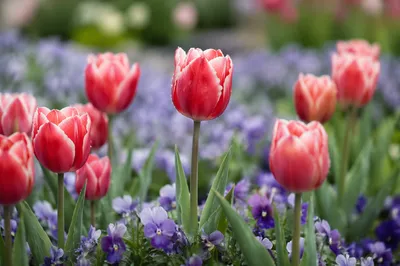 Fresh Spring Tulips in Bloom Garden