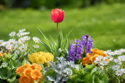 Coral Tulip in Spring Flower Garden