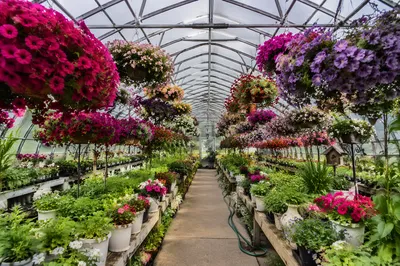 Spring Greenhouse Aisle with Blooming Flowers