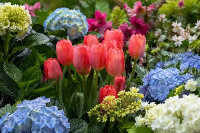 Fresh Spring Garden Bloom Close-Up